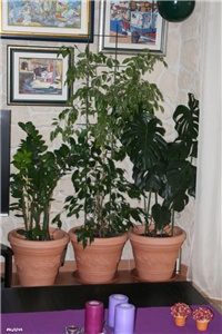 bfe64718-IMG_6076 filadendron,benjamin,zamio.jpg